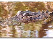 Florida Gator_1998